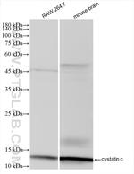 cystatin c Antibody in Western Blot (WB)