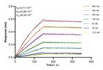 LBP Antibody in Surface plasmon resonance (SPR)