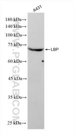 LBP Antibody in Western Blot (WB)