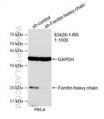 Ferritin heavy chain Antibody in Western Blot (WB)