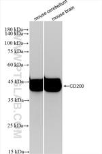 CD200 Antibody in Western Blot (WB)