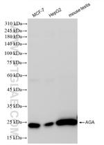 AGA Antibody in Western Blot (WB)