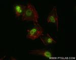PMS1 Antibody in Immunocytochemistry (ICC/IF)