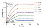 PMS1 Antibody in Surface plasmon resonance (SPR)