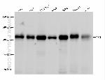 PMS1 Antibody in Western Blot (WB)