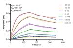 NMDAR2A/GRIN2A Antibody in Surface plasmon resonance (SPR)