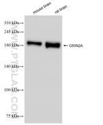 NMDAR2A/GRIN2A Antibody in Western Blot (WB)