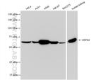 HSPA2 Antibody in Western Blot (WB)