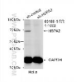 HSPA2 Antibody in Western Blot (WB)