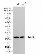RABL2B Antibody in Western Blot (WB)