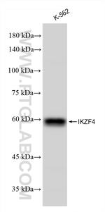 IKZF4 Antibody in Western Blot (WB)
