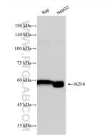 IKZF4 Antibody in Western Blot (WB)