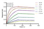 FAM116A Antibody in Surface plasmon resonance (SPR)