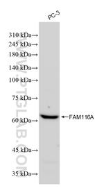 FAM116A Antibody in Western Blot (WB)