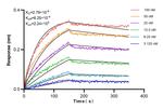 FOXC2 Antibody in Surface plasmon resonance (SPR)