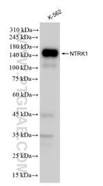 NTRK1 Antibody in Western Blot (WB)
