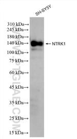 NTRK1 Antibody in Western Blot (WB)