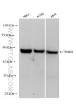 TRIM22 Antibody in Western Blot (WB)