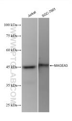 MAGEA3 Antibody in Western Blot (WB)
