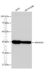 MAGEA3 Antibody in Western Blot (WB)