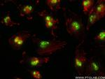RPP30 Antibody in Immunocytochemistry (ICC/IF)