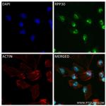 RPP30 Antibody in Immunocytochemistry (ICC/IF)