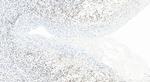 RPP30 Antibody in Immunohistochemistry (Paraffin) (IHC (P))