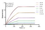 RPP30 Antibody in Surface plasmon resonance (SPR)