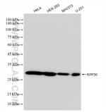 RPP30 Antibody in Western Blot (WB)