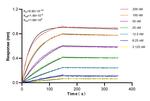 STEAP3 Antibody in Surface plasmon resonance (SPR)