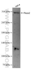 FAM38B Antibody in Western Blot (WB)