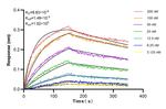 HTRA2 Antibody in Surface plasmon resonance (SPR)