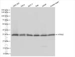 HTRA2 Antibody in Western Blot (WB)