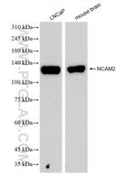 NCAM2 Antibody in Western Blot (WB)