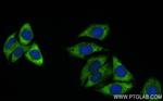 LAMR1, RPSA Antibody in Immunocytochemistry (ICC/IF)