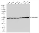 LAMR1, RPSA Antibody in Western Blot (WB)