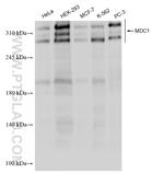 MDC1 Antibody in Western Blot (WB)