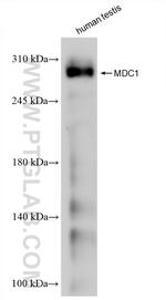 MDC1 Antibody in Western Blot (WB)