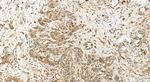 HARS Antibody in Immunohistochemistry (Paraffin) (IHC (P))