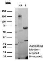 Phospho-Histone H3 (Ser10) Antibody in SDS-PAGE (SDS-PAGE)