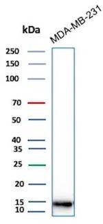 Phospho-Histone H3 (Ser10) Antibody in Western Blot (WB)