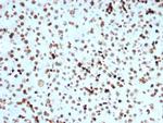 Phospho-Histone H3 (Ser10) Antibody in Immunohistochemistry (Paraffin) (IHC (P))