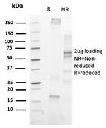Phospho-Histone H3 (Ser10) Antibody in SDS-PAGE (SDS-PAGE)