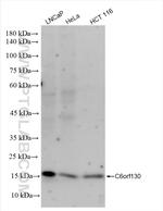 C6orf130 Antibody in Western Blot (WB)