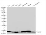 PDE6D Antibody in Western Blot (WB)