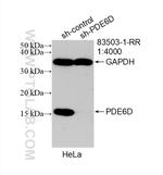 PDE6D Antibody in Western Blot (WB)