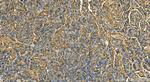 Apolipoprotein AI Antibody in Immunohistochemistry (Paraffin) (IHC (P))