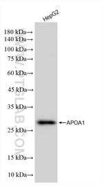 Apolipoprotein AI Antibody in Western Blot (WB)