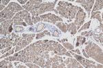 SLC17A9 Antibody in Immunohistochemistry (Paraffin) (IHC (P))