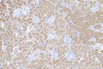 Osteoprotegerin/TNFRSF11B Antibody in Immunohistochemistry (Paraffin) (IHC (P))